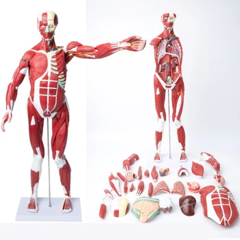 Izmos Alakja Anatómiai Modell 27parts Emberi Izmok Szalagok Erek, Idegek Anatómiai Bemutató AIDS Eszköz